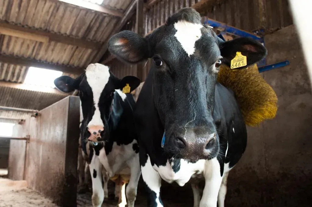 Veeartsen bezorgd over stikstofplan: 'Koeien krijgen te weinig eiwitten' 