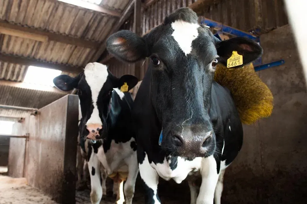 DAP Beilen bij RTV Drenthe over antibioticagebruik bij melkvee