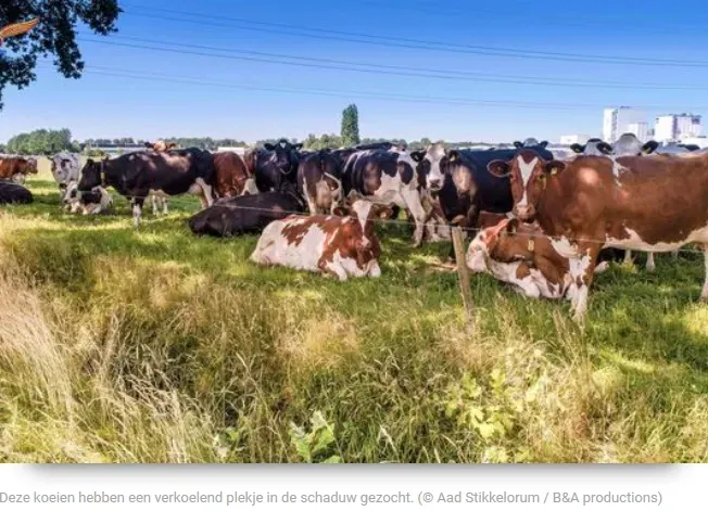 Koeien eten - blog door Bernd Hietberg - Krant van Midden-Drenthe