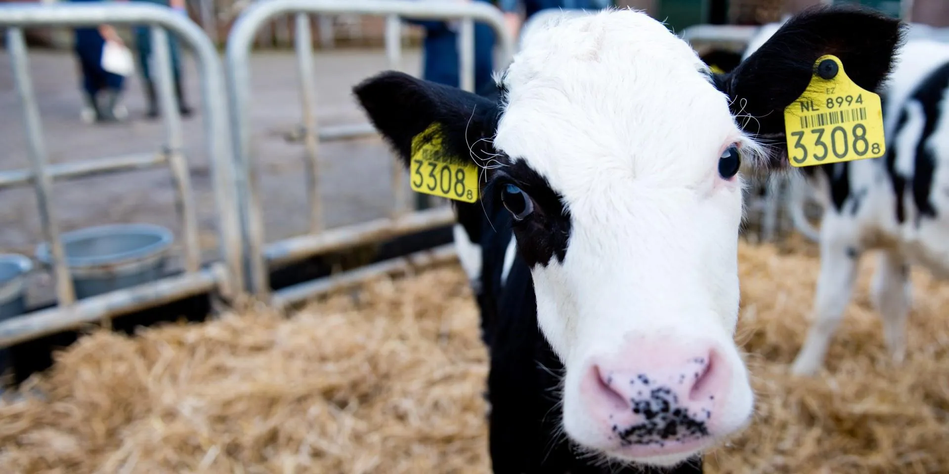 Dierenartsenpraktijk Het Drentse Hart - Gezonde Koeien Beter Boeren
